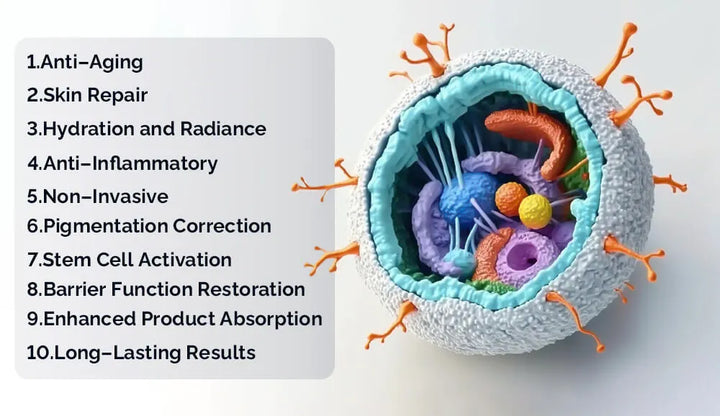 EXOSOMEN-THERAPIE – Zellregeneration & Hautverjüngung